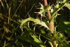 Cirsium horridulum
