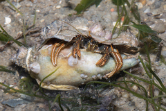 Clibanarius infraspinatus