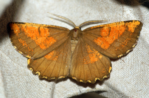 Slyvinis Sprindžius nuotrauka