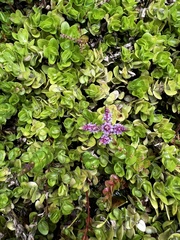 Magnoliopsida