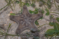 Goniodiscaster scaber