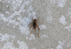 Gryllodes sigillatus
