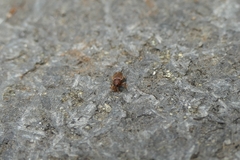 Aneuma rubricale