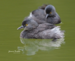 Least Grebe photo 5