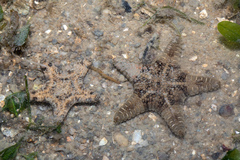 Goniodiscaster scaber