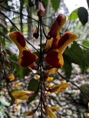 Thunbergia mysorensis