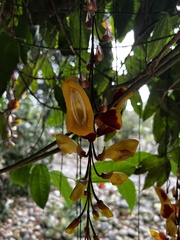 Thunbergia mysorensis