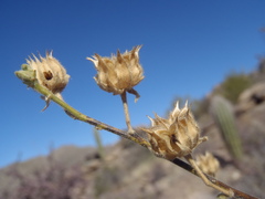 Abutilon parishii