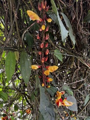 Thunbergia mysorensis