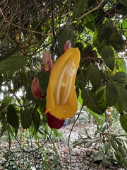 Thunbergia mysorensis