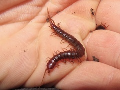 Scolopocryptops nigridius