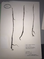 Hippuris vulgaris