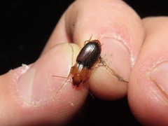 Amphasia interstitialis