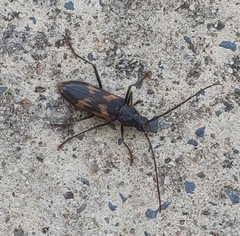 Phoracantha semipunctata