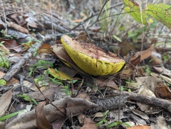 Aureoboletus