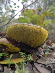 Aureoboletus