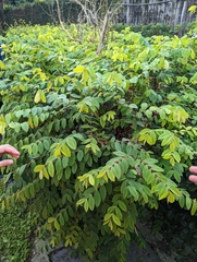 Hypericum formosanum