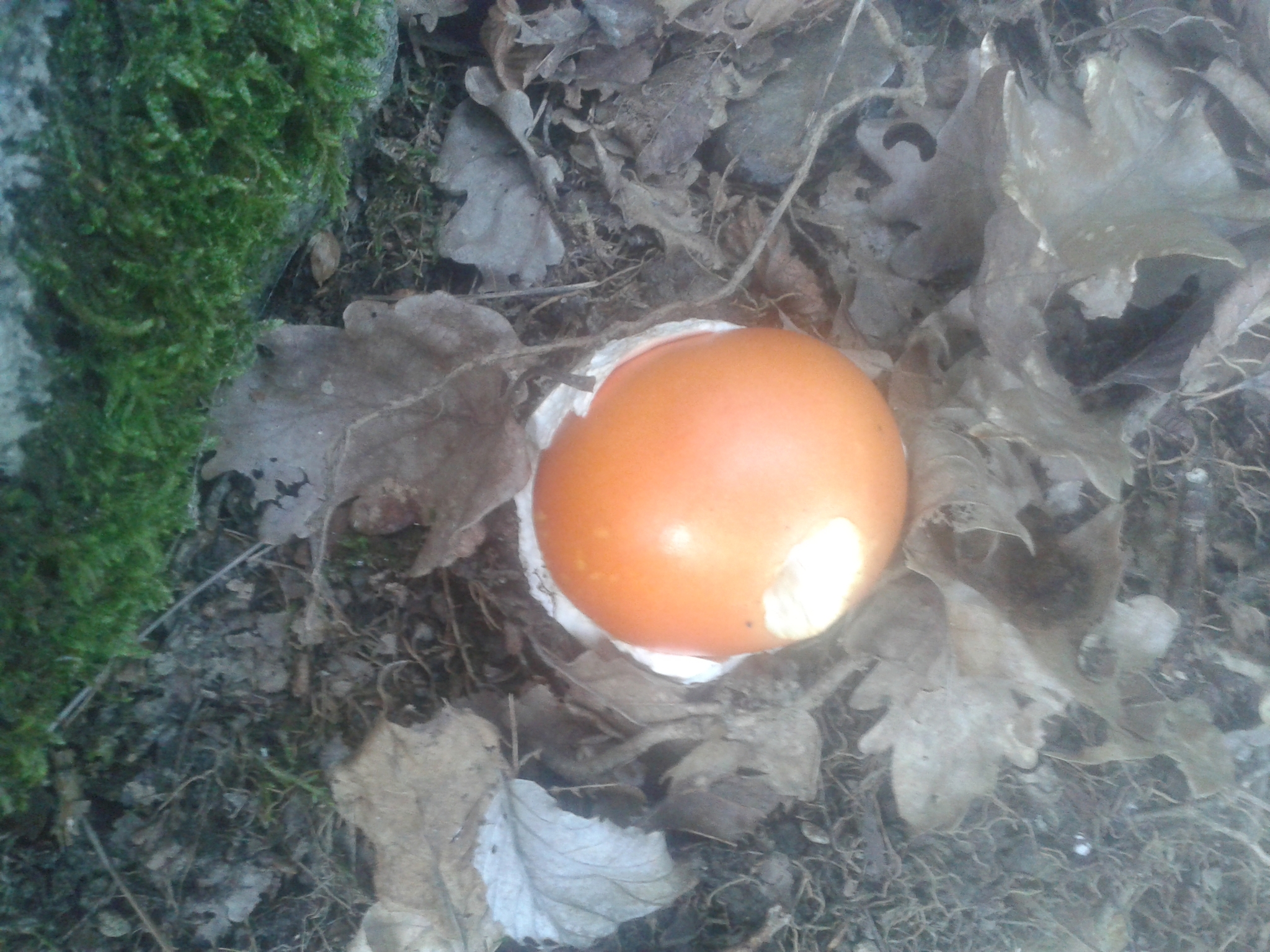 Amanita caesarea image