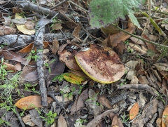 Aureoboletus