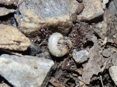 Aphaenogaster fulva