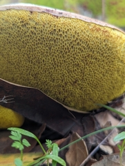 Aureoboletus