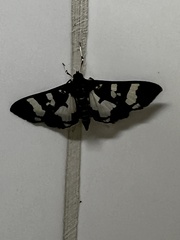 Desmia bajulalis