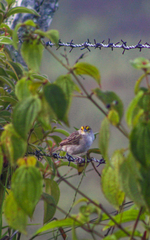 Ammodramus aurifrons