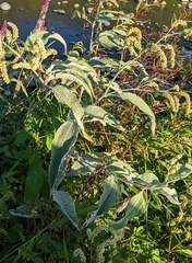 Persicaria lapathifolia lanata