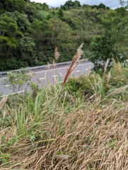 Saccharum formosanum