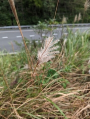 Saccharum formosanum