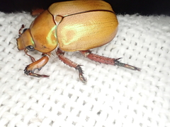 Anoplognathus montanus