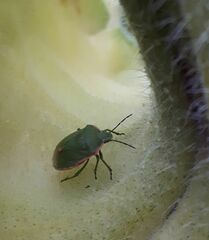 Chlorochroa persimilis