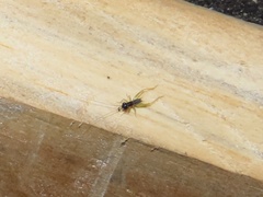 Phyllopalpus pulchellus