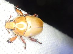 Anoplognathus montanus