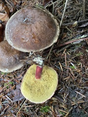 Xerocomellus zelleri