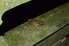 Odorrana tianmuii