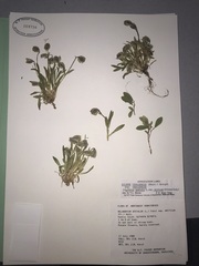 Silene uralensis uralensis