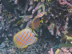 Chaetodon ornatissimus