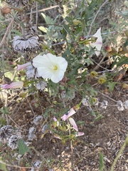 Calystegia occidentalis