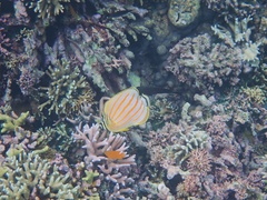 Chaetodon ornatissimus