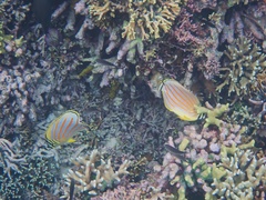 Chaetodon ornatissimus