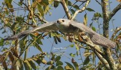 Buteo nitidus