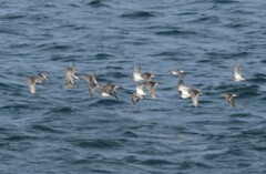 Calidris maritima