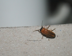 Abscondita