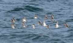 Calidris maritima
