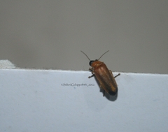 Abscondita