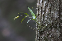 Epidendrum nocturnum