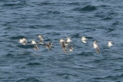 Calidris maritima