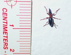 Cylas formicarius