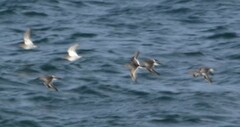 Calidris maritima